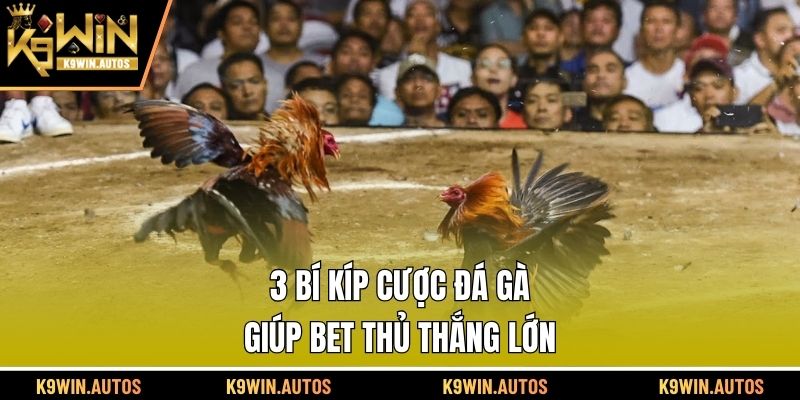 3 bí kíp cược đá gà giúp bet thủ thắng lớn