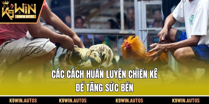 Các cách huấn luyện chiến kê để tăng sức bền
