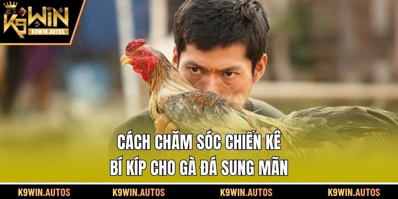 Cách chăm sóc chiến kê