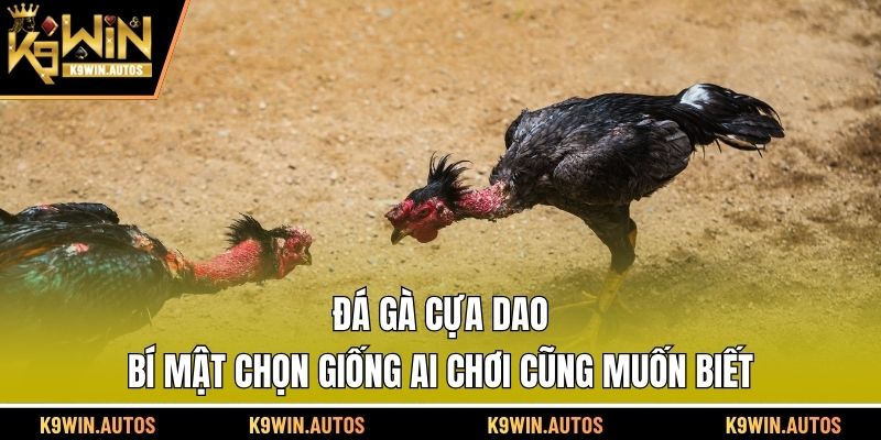 đá gà cựa dao