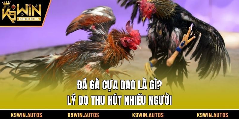 Đá gà cựa dao là gì, lý do thu hút nhiều người