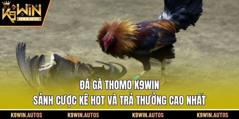 Đá Gà Thomo