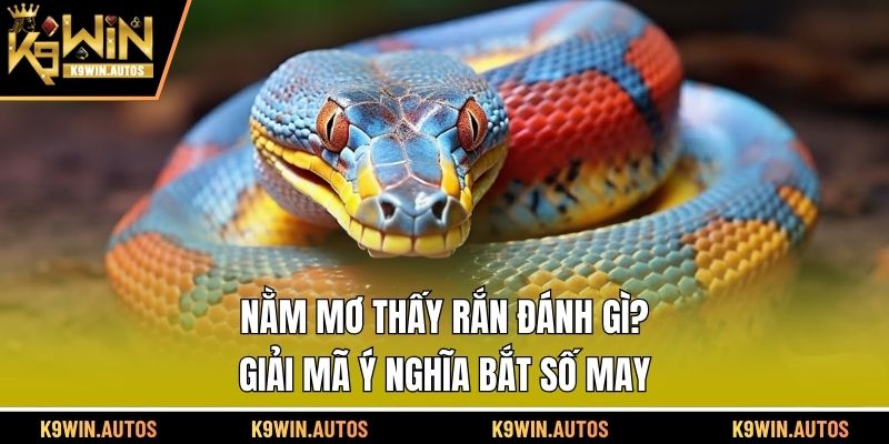 nằm mơ thấy rắn đánh gì