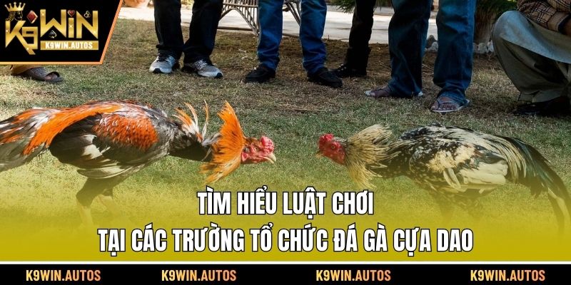 Tìm hiểu luật chơi tại các trường tổ chức đá gà cựa dao