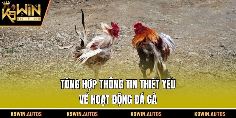 Tổng hợp thông tin thiết yếu về hoạt động đá gà