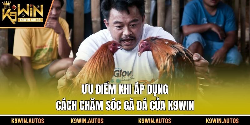 Ưu điểm khi áp dụng cách chăm sóc gà đá của K9WIN